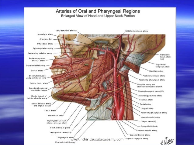 Anatomy of pharynx /certified fixed orthodontic courses by Indian den…