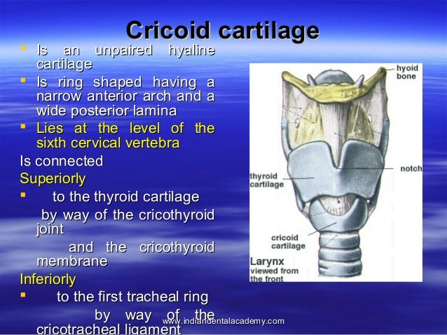middle pharyngeal constrictor thyroud cartilage