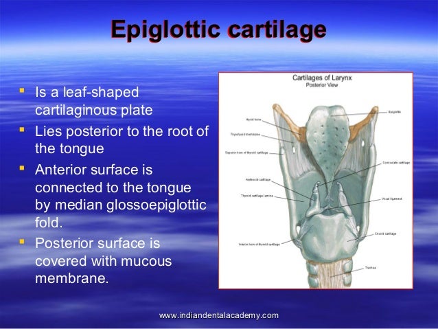 middle pharyngeal constrictor thyroud cartilage middle pharyngeal constrictor thyroud cartilage