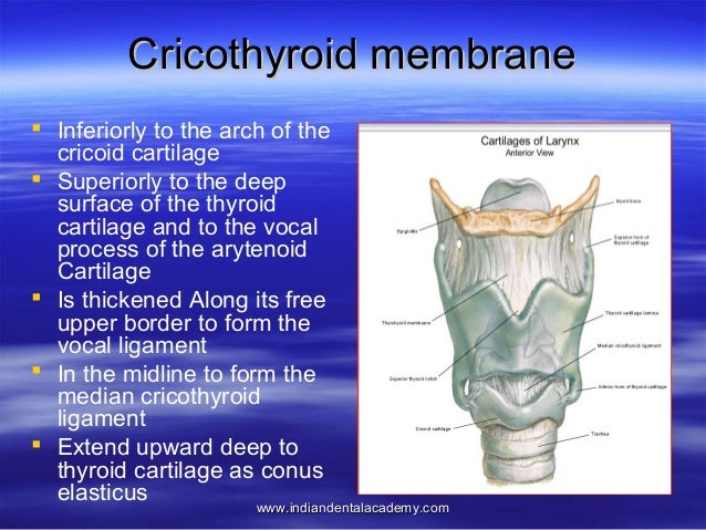 Anatomy of pharynx /certified fixed orthodontic courses by Indian den…