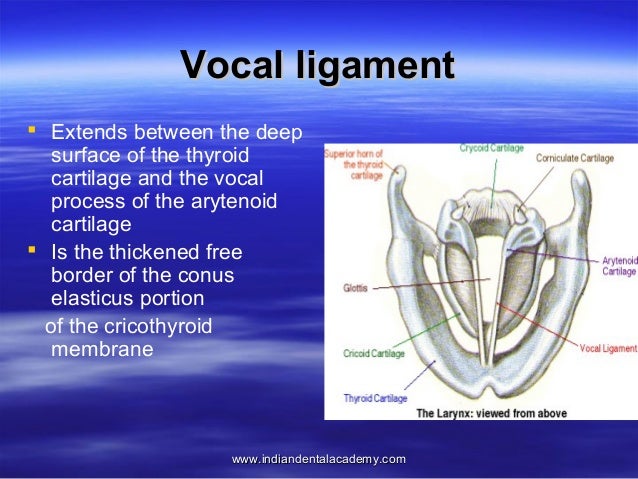 Anatomy of pharynx /certified fixed orthodontic courses by ...