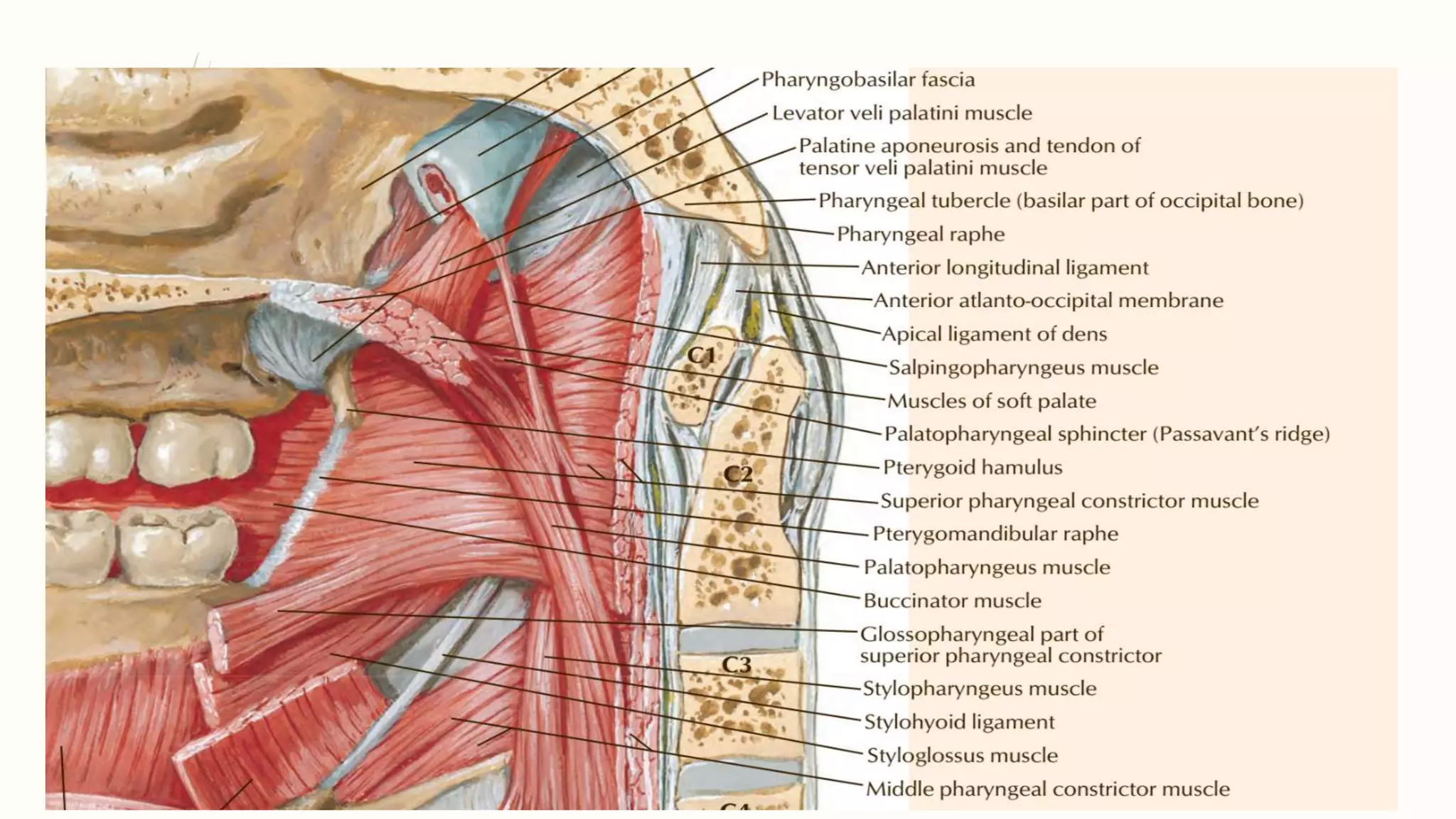 Redge Muscle Passavants Ridge Anatomy Muscles And Clinical Aspects