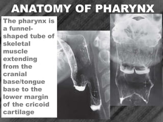 ANATOMY OF PHARYNX
The pharynx is
a funnel-
shaped tube of
skeletal
muscle
extending
from the
cranial
base/tongue
base to the
lower margin
of the cricoid
cartilage
 