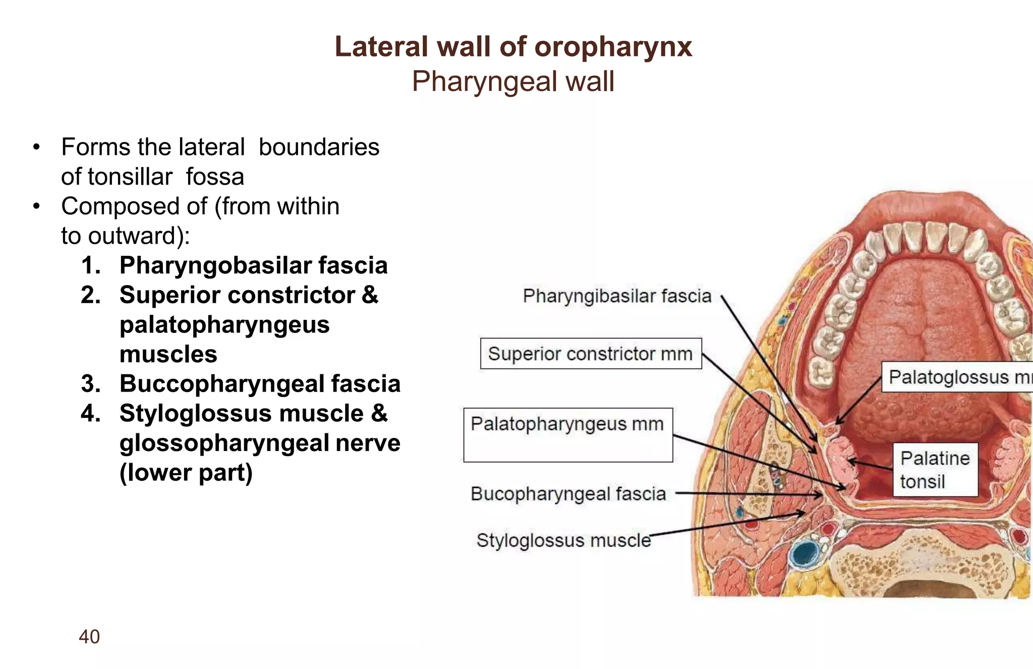 Anatomy Of Pharynx PPTX anatomy-of-pharynx-pptx