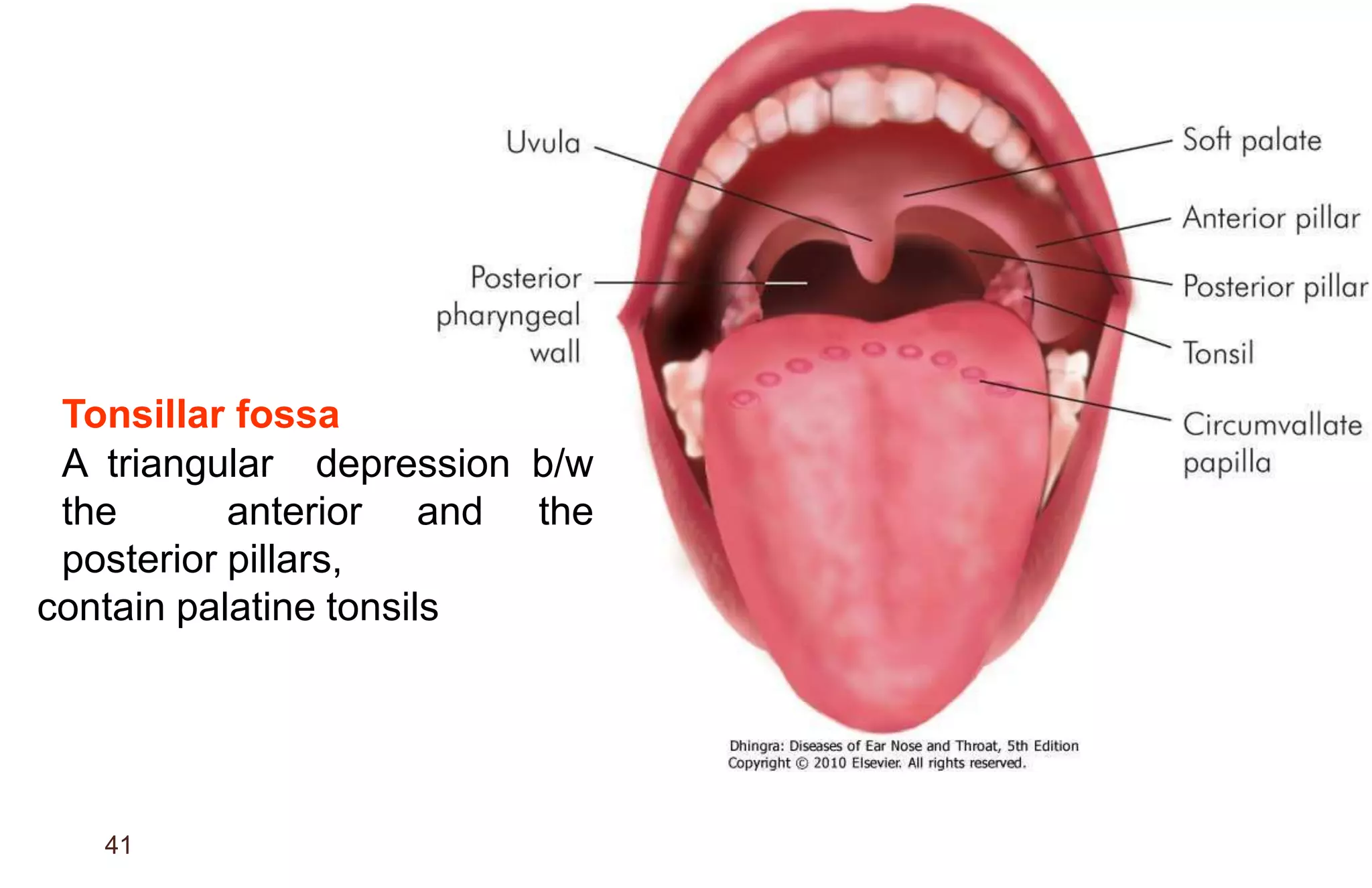 Anatomy of Pharynx | PPTX