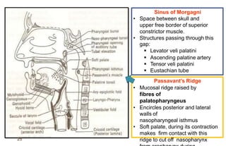 Anatomy of Pharynx | PPTX