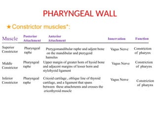 Raph In Muscles Anatomy of pharynx for mbbs students.pptx