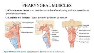 anatomy of pharynx.pptx . | PPTX