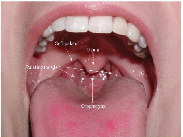 Anatomy of pharynx