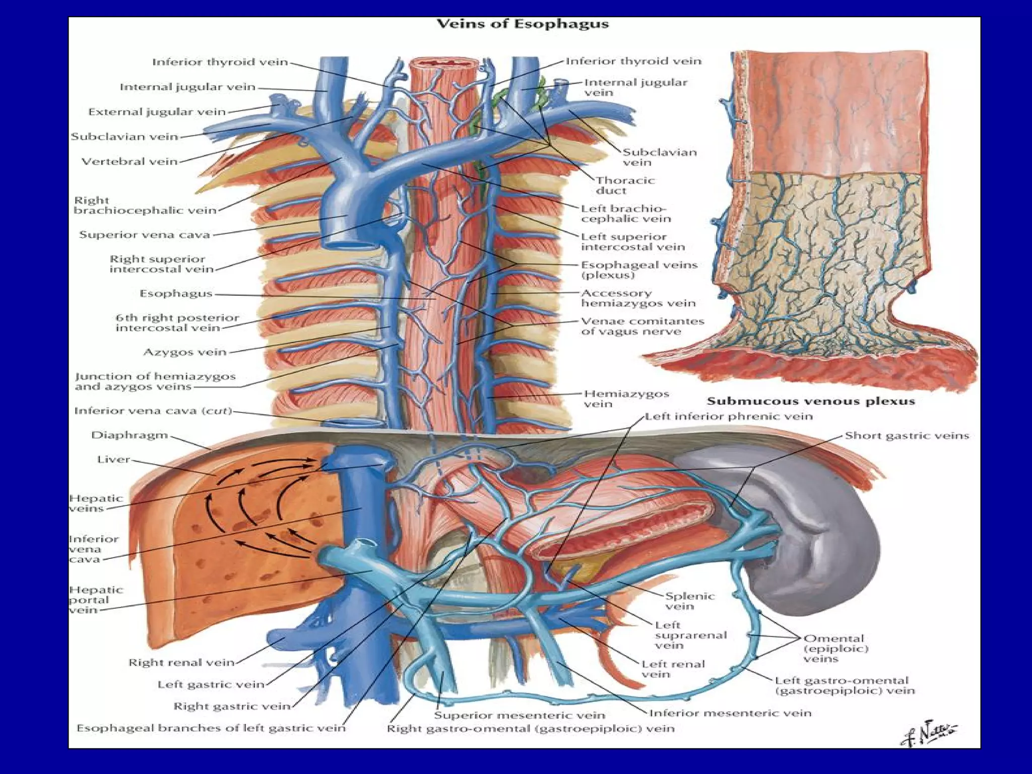 Radiological Anatomy of pharynx and esophagus abdul final | PDF
