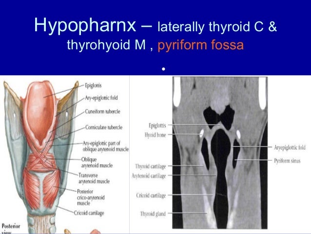 Radiological Anatomy of pharynx and esophagus abdul final