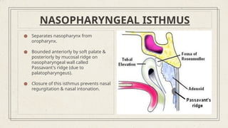 ANATOMY OF PHARYNX BY VARSHA R HAMCH.pptx