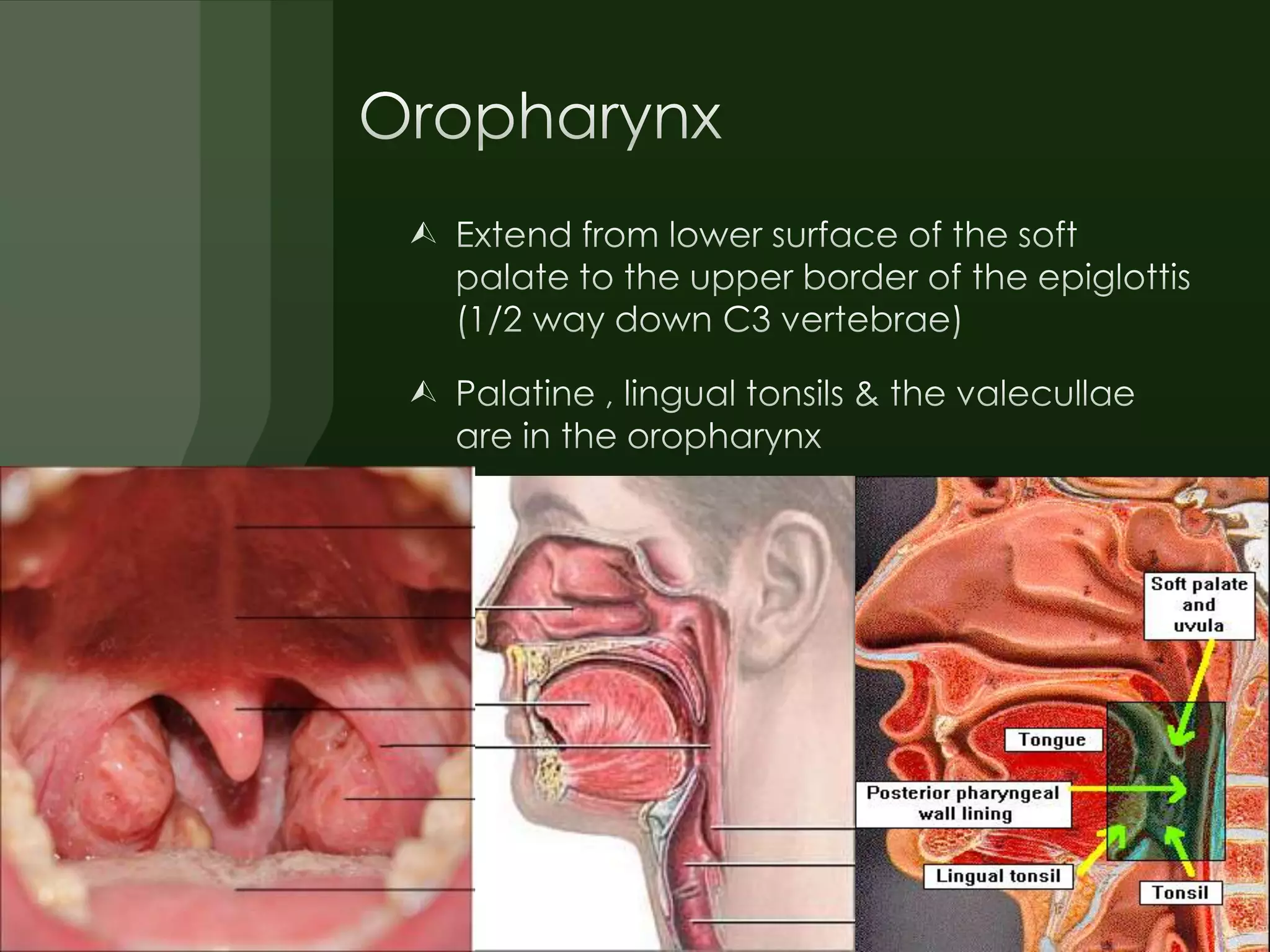 E.N.T.Anatomy of pharynx & neck spaces(dr.muaid) | PPTX