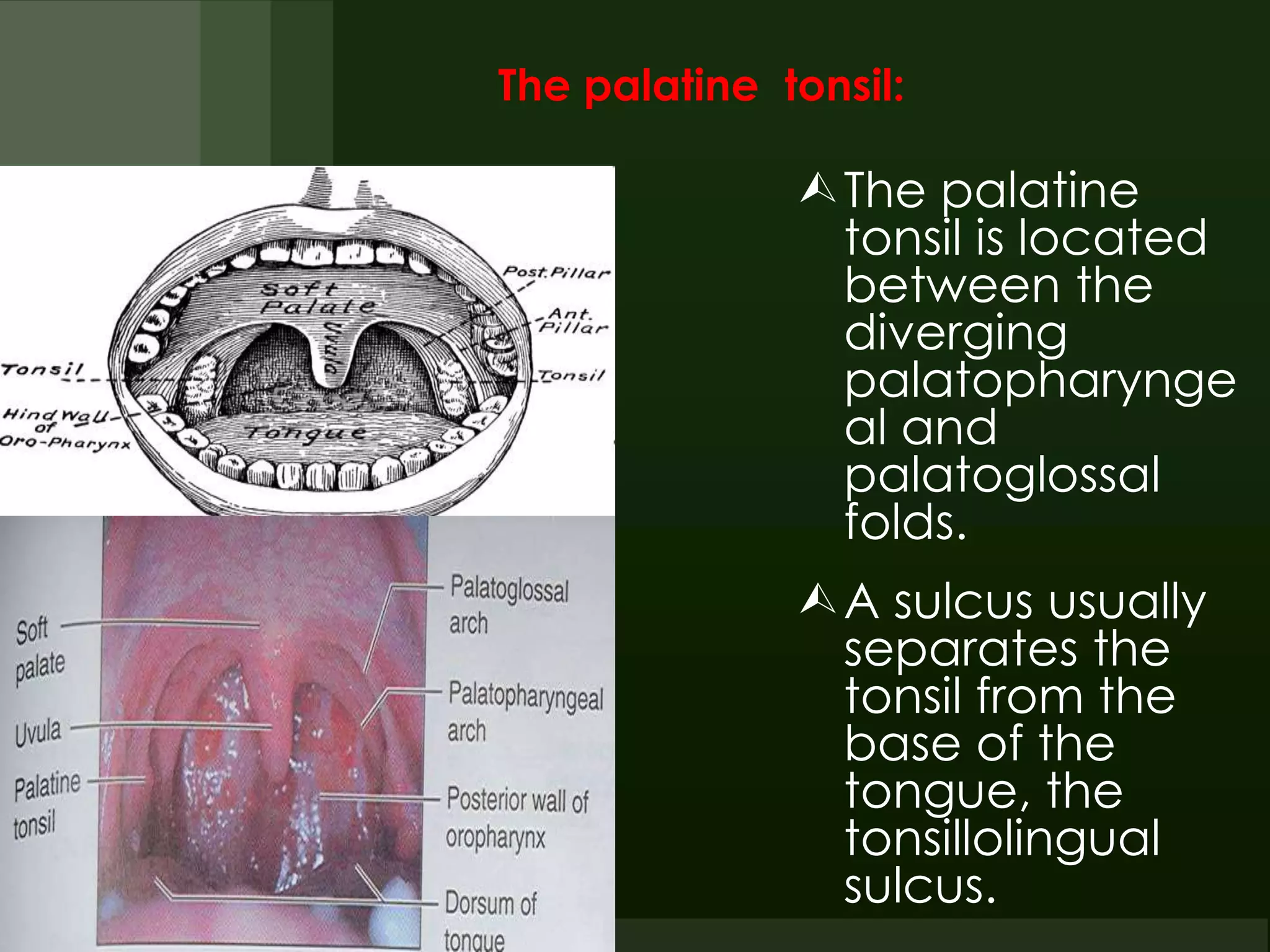 E.N.T.Anatomy of pharynx & neck spaces(dr.muaid) | PPTX