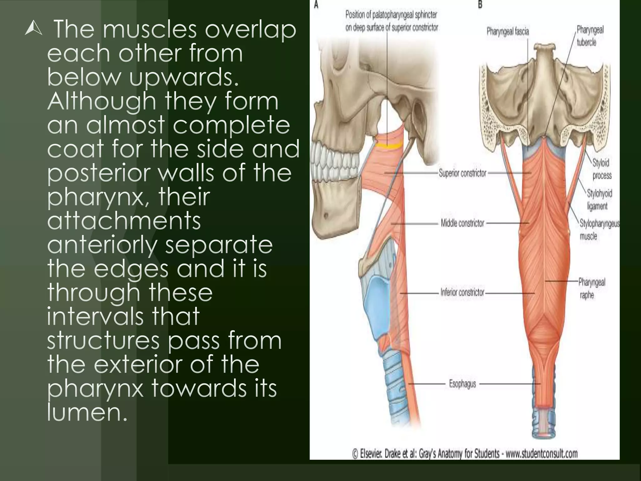 E.N.T.Anatomy of pharynx & neck spaces(dr.muaid) | PPTX