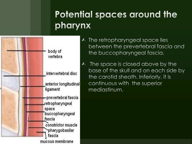 E.N.T.Anatomy of pharynx & neck spaces(dr.muaid) | PPTX