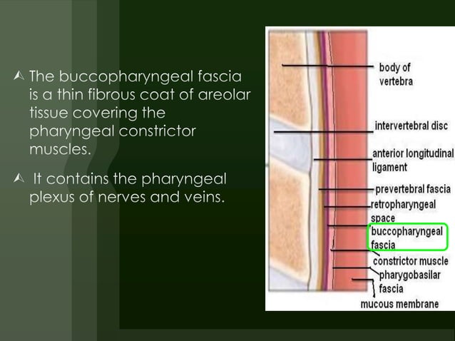 E.N.T.Anatomy of pharynx & neck spaces(dr.muaid) | PPTX