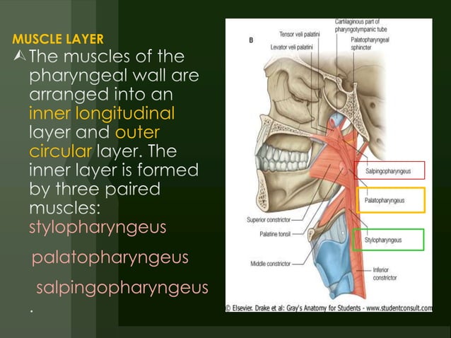 E.N.T.Anatomy of pharynx & neck spaces(dr.muaid) | PPTX
