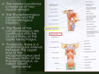 E.N.T.Anatomy of pharynx & neck spaces(dr.muaid) | PPTX