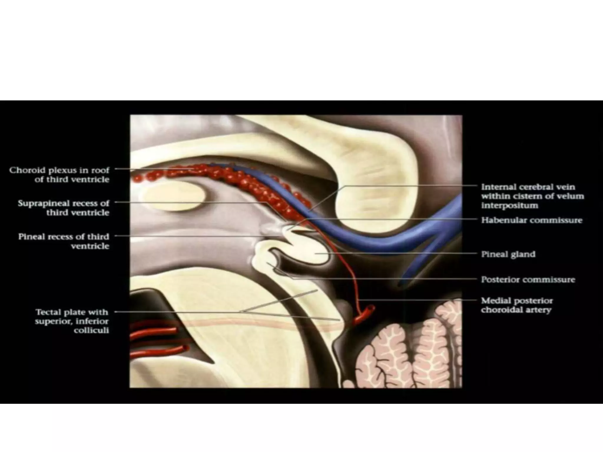 Anatomy of Pineal Gland | PPTX