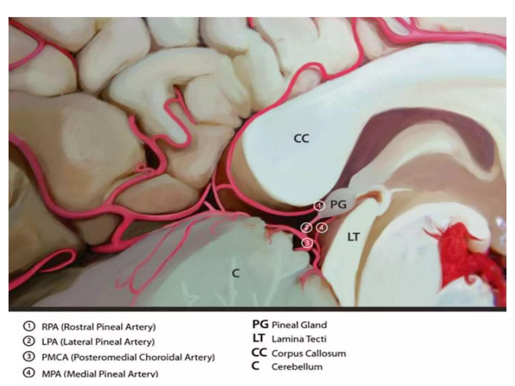 Anatomy of Pineal Gland | PPTX