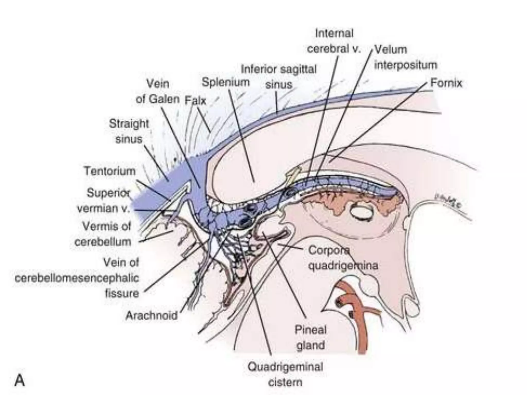 Anatomy of Pineal Gland | PPTX