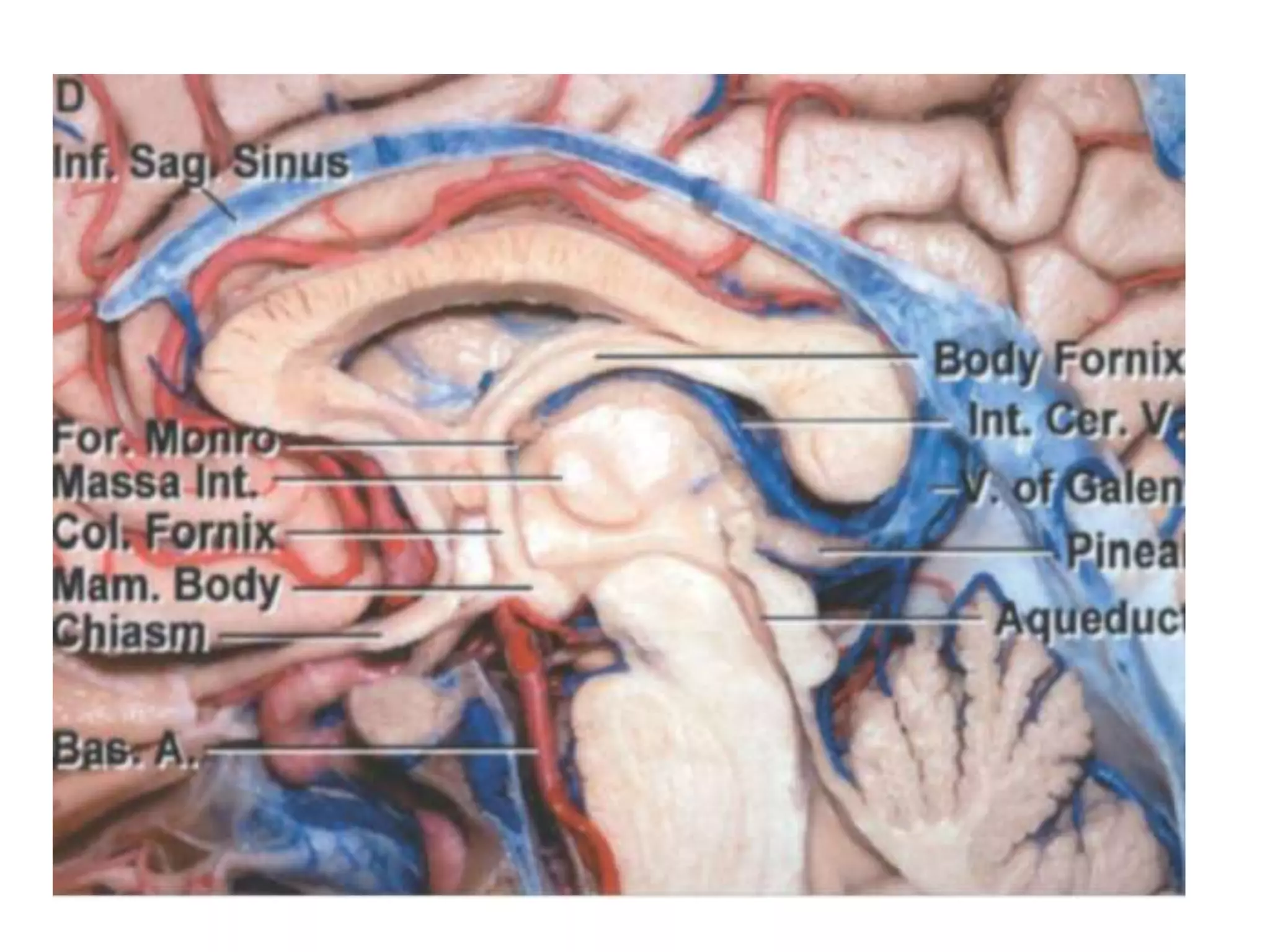 Anatomy of Pineal Gland | PPTX
