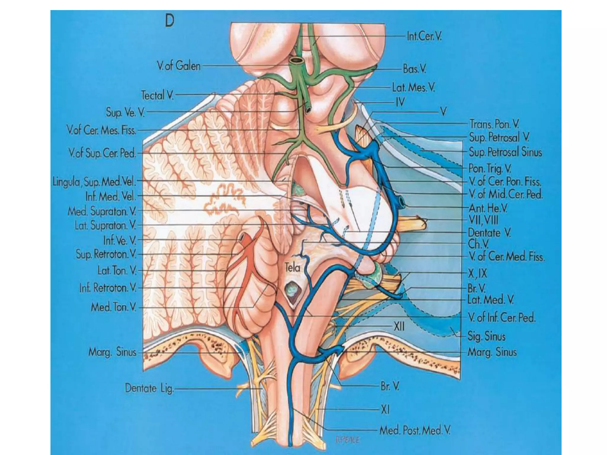 Anatomy of Pineal Gland | PPTX