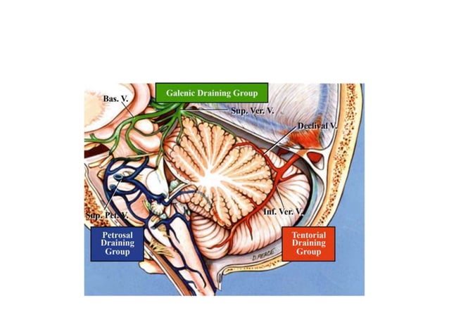 Anatomy of Pineal Gland | PPTX
