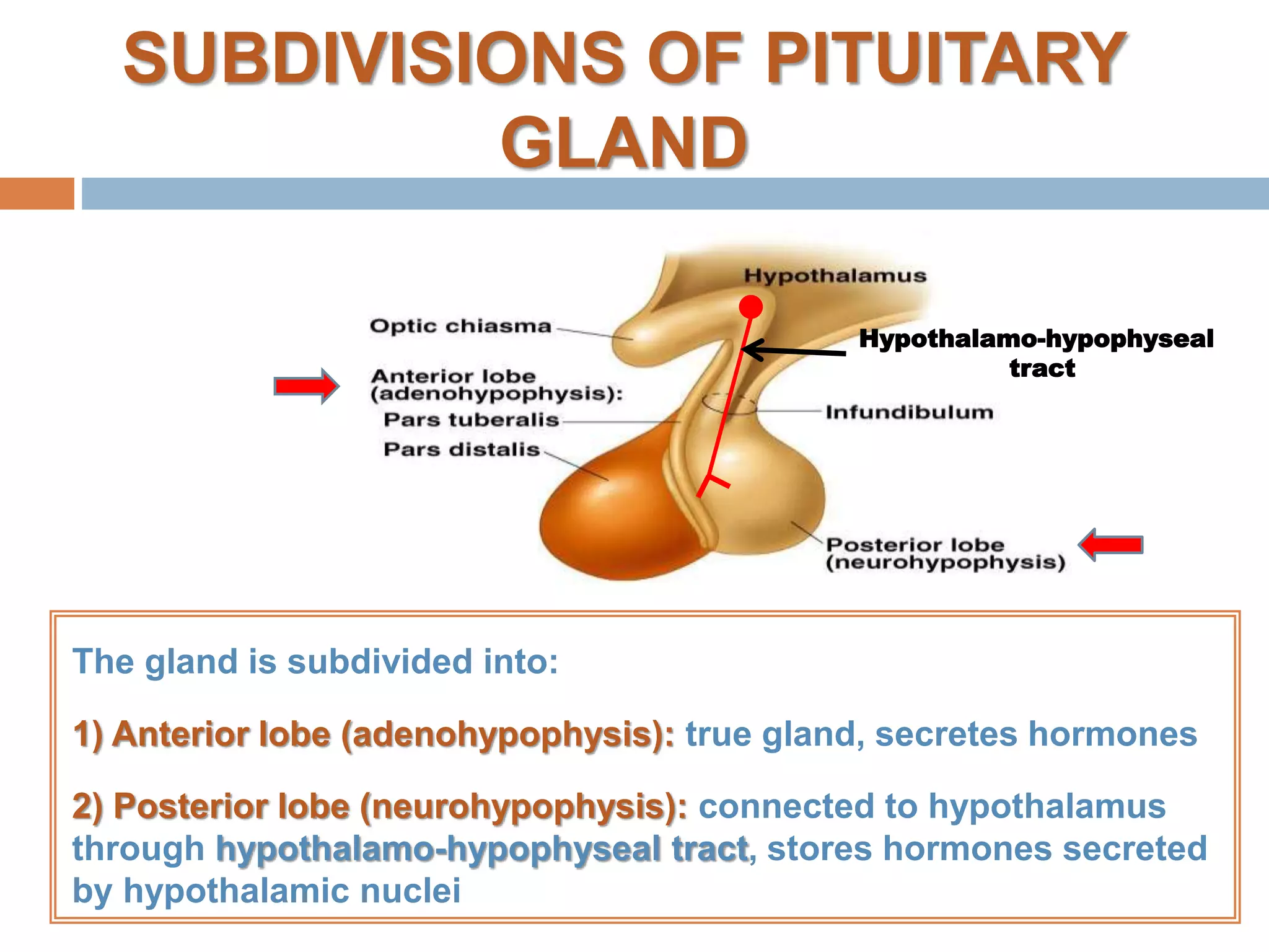 Anatomy of pituitary gland Biology Diagrams