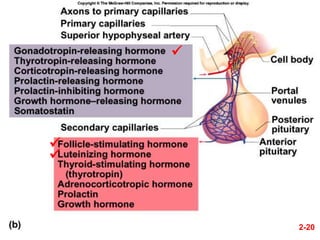 Tp Flag Anatomy of pituitary gland | PPTX