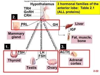 Tp Flag Anatomy of pituitary gland | PPTX