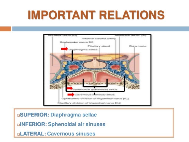 Anatomy of pituitary gland