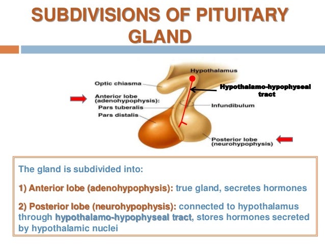 Anatomy of pituitary gland
