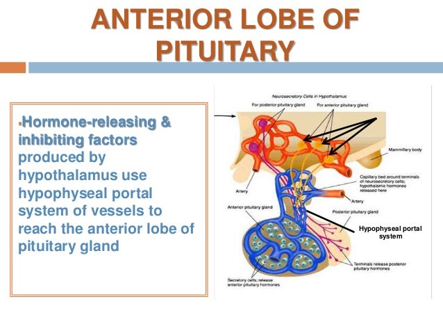 Anatomy of pituitary gland