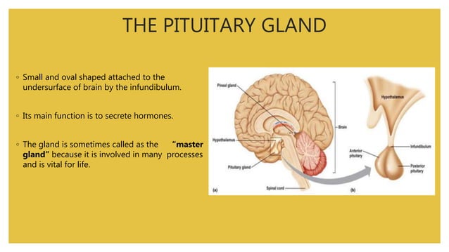 Anatomy of pituitary gland | PPTX | Hormonal Disorders | Endocrine and ...