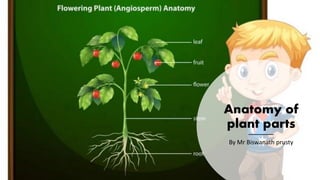 Anatomy of
plant parts
By Mr Biswanath prusty
 