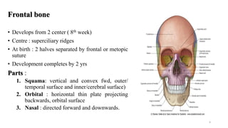 Metopic Ridge On Adult Anatomy of pns | PPTX