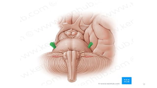 Pons Bas ANATOMY OF PONS.pptx anatomy of brain | PPTX