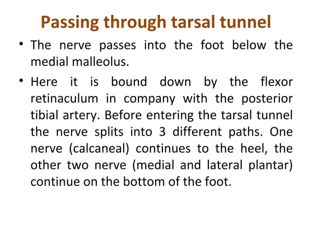 Anatomy Of Posterior Tibial Nerve By Im