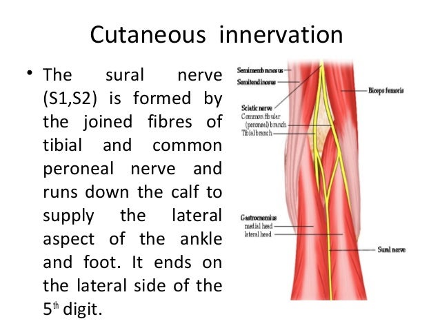 Anatomy of posterior tibial nerve by im