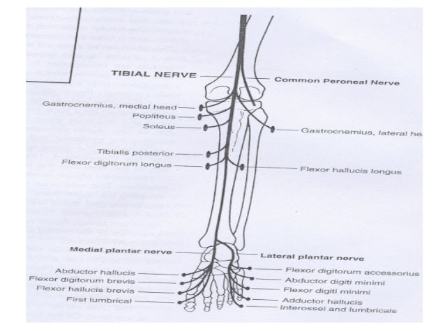 tibial nerve