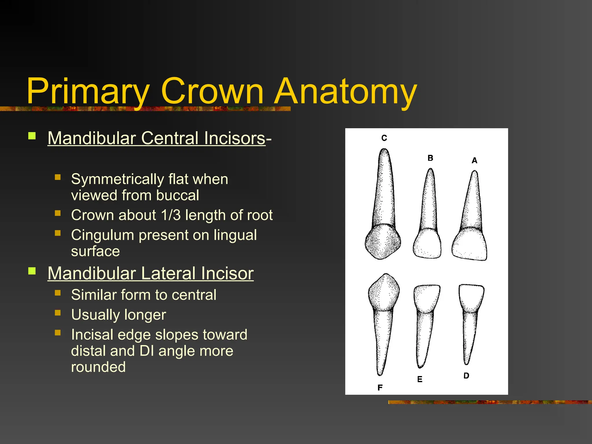 Normal Crown Slopes Anatomy of Primary Teeth age group 6mnth to 6.ppt