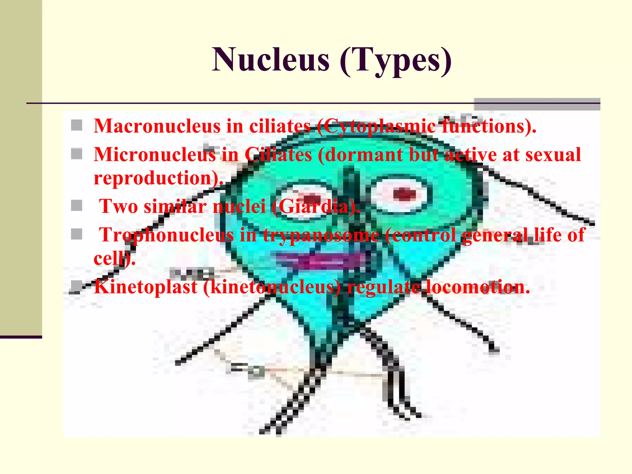 Nucleus (Types) Macronucleus in ciliates (Cytoplasmic functions). Micronucleus in Ciliates (dormant but active at sexual reproduction).  Two similar nuclei (Giardia). Trophonucleus in trypanosome (control general life of cell). Kinetoplast (kinetonucleus) regulate locomotion.  
