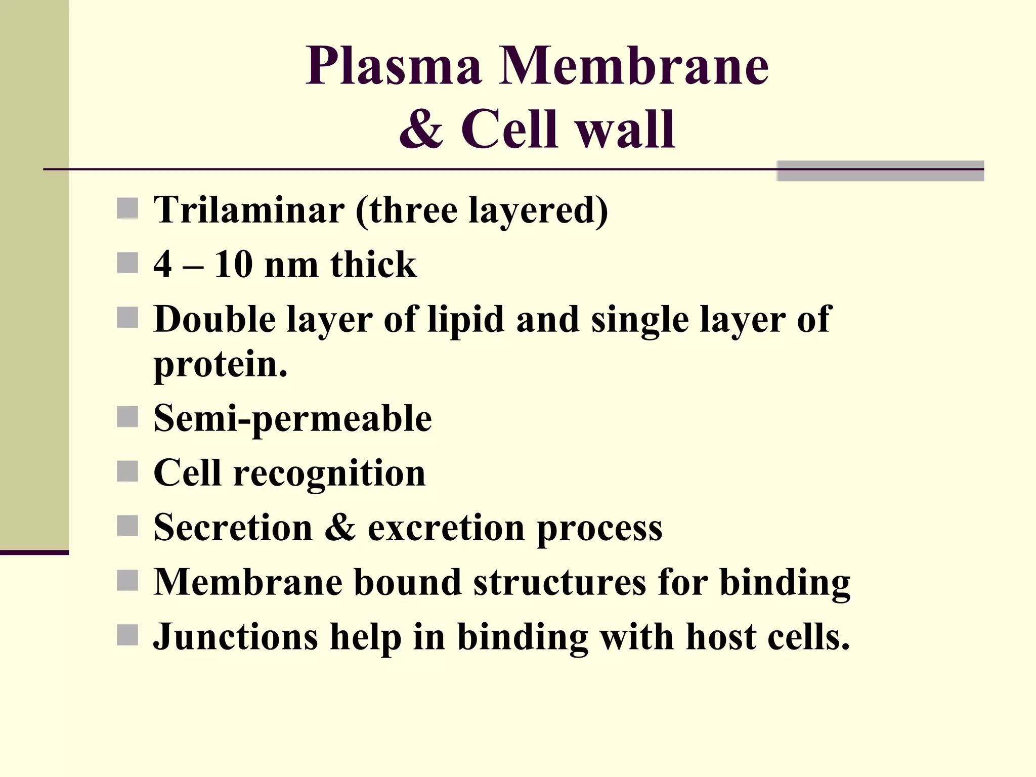 Plasma Membrane  & Cell wall  Trilaminar (three layered) 4 – 10 nm thick Double layer of lipid and single layer of protein. Semi-permeable  Cell recognition Secretion & excretion process Membrane bound structures for binding Junctions help in binding with host cells. 