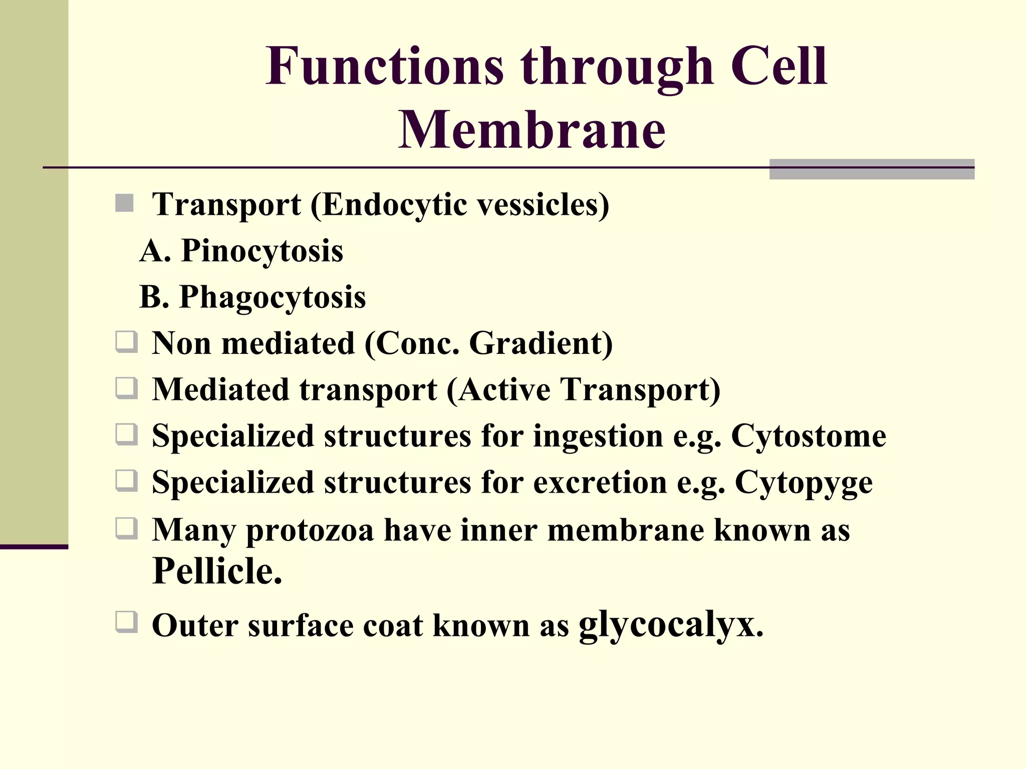 Functions through Cell Membrane  Transport (Endocytic vessicles) A. Pinocytosis B. Phagocytosis Non mediated (Conc. Gradient)  Mediated transport (Active Transport) Specialized structures for ingestion e.g. Cytostome Specialized structures for excretion e.g. Cytopyge Many protozoa have inner membrane known as  Pellicle. Outer surface coat known as  glycocalyx . 