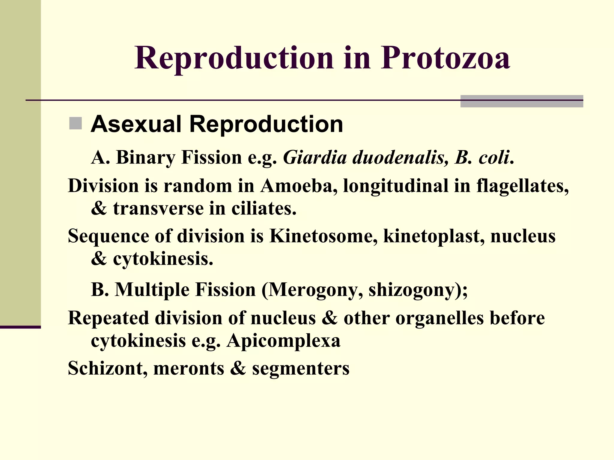 Reproduction in Protozoa Asexual Reproduction A. Binary Fission e.g.  Giardia duodenalis, B. coli . Division is random in Amoeba, longitudinal in flagellates, & transverse in ciliates.  Sequence of division is Kinetosome, kinetoplast, nucleus & cytokinesis. B. Multiple Fission (Merogony, shizogony); Repeated division of nucleus & other organelles before cytokinesis e.g. Apicomplexa Schizont, meronts & segmenters  