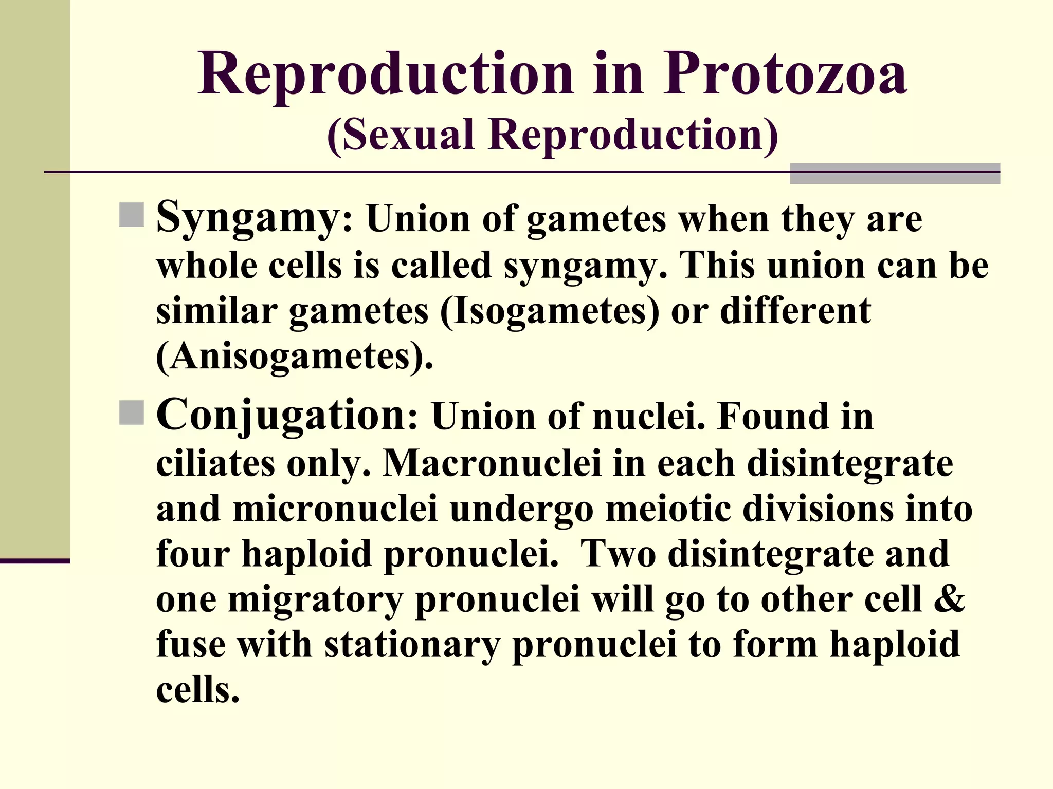 Reproduction in Protozoa (Sexual Reproduction) Syngamy : Union of gametes when they are whole cells is called syngamy. This union can be similar gametes (Isogametes) or different (Anisogametes). Conjugation : Union of nuclei. Found in ciliates only. Macronuclei in each disintegrate and micronuclei undergo meiotic divisions into four haploid pronuclei.  Two disintegrate and one migratory pronuclei will go to other cell & fuse with stationary pronuclei to form haploid cells. 