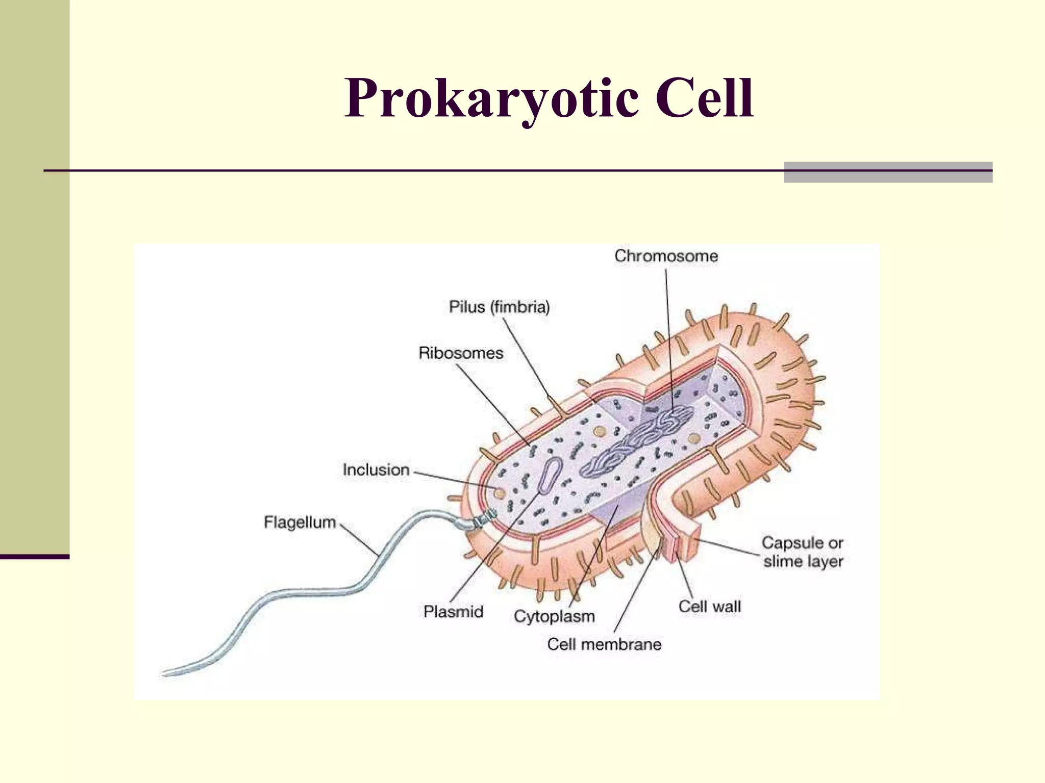 Prokaryotic Cell 