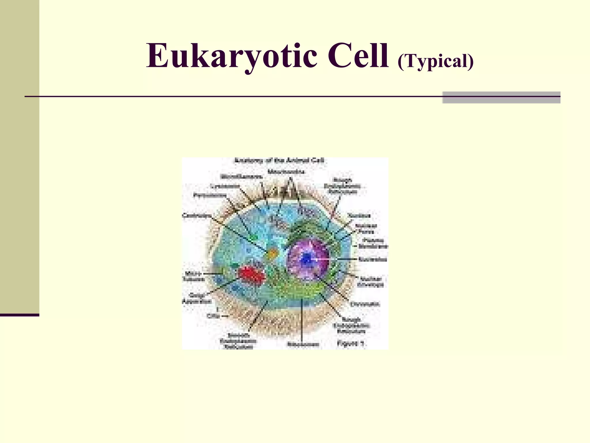 Eukaryotic Cell   (Typical) 